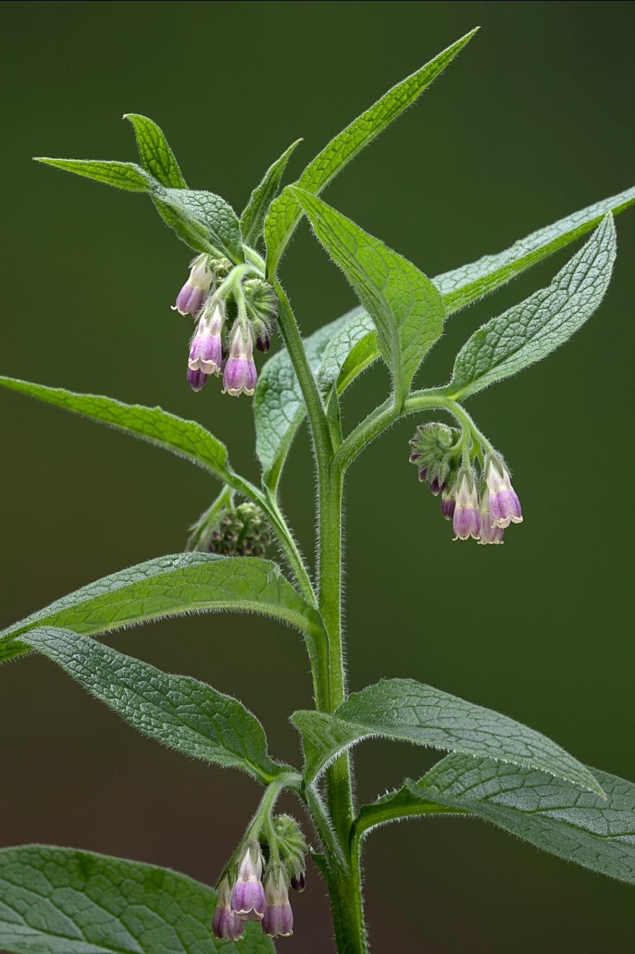 Symphytum officinale