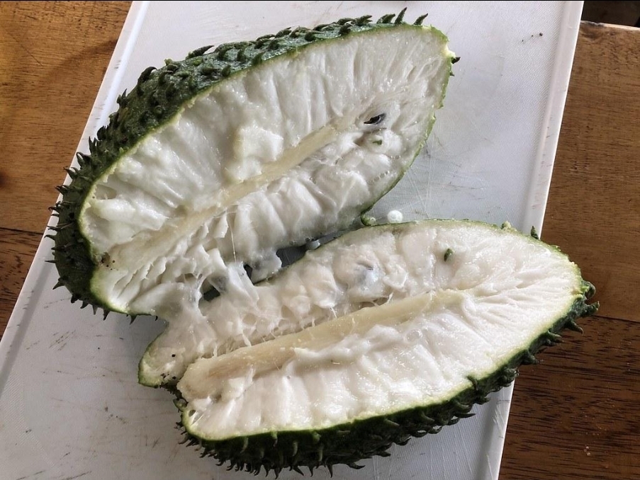 Graviola (Annona muricata)