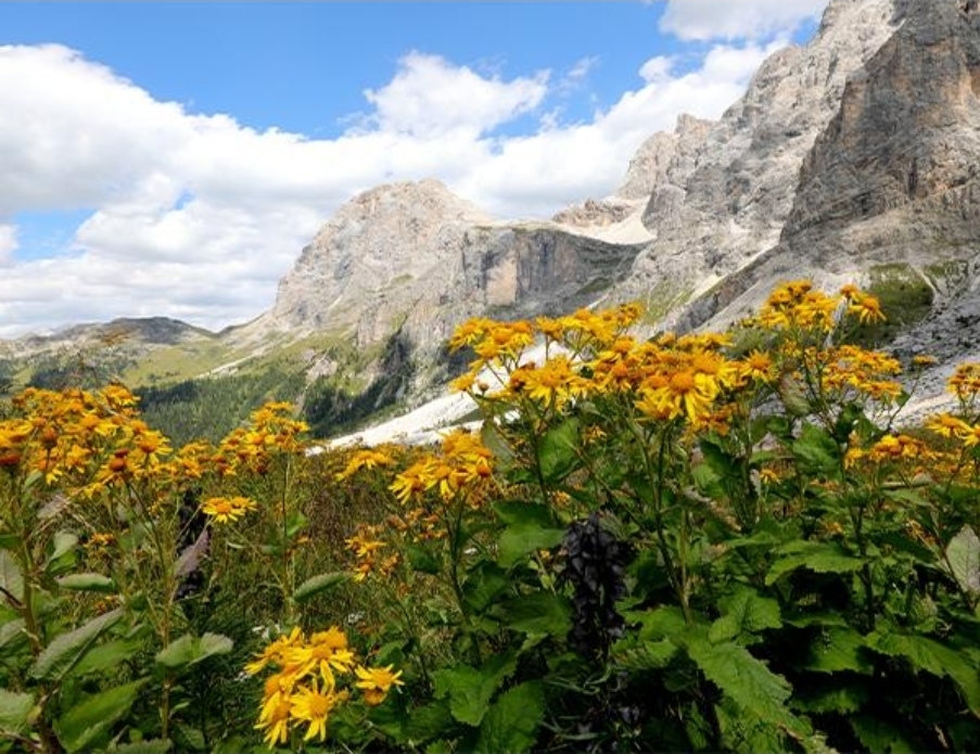 Arnica Montana