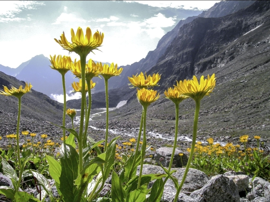 Arnica Montana