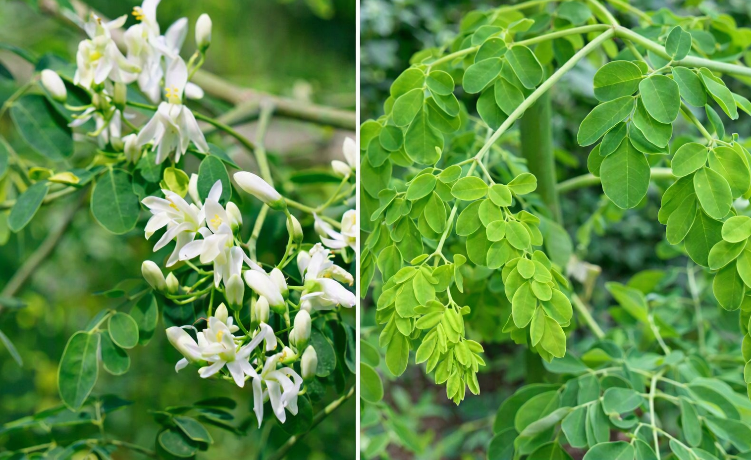 Moringa Oleifera
